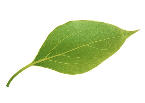 leaf.png|leaf png transparent images all.